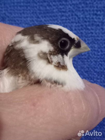 Японские и зебровые амадины