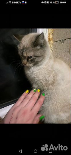 Кошка в дар бесплатно