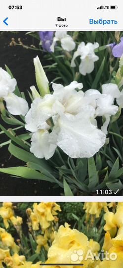 Многолетние цветы и кустарники