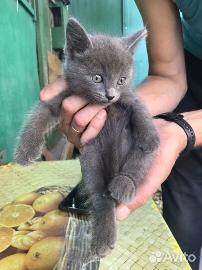 Серый пушистый котенок