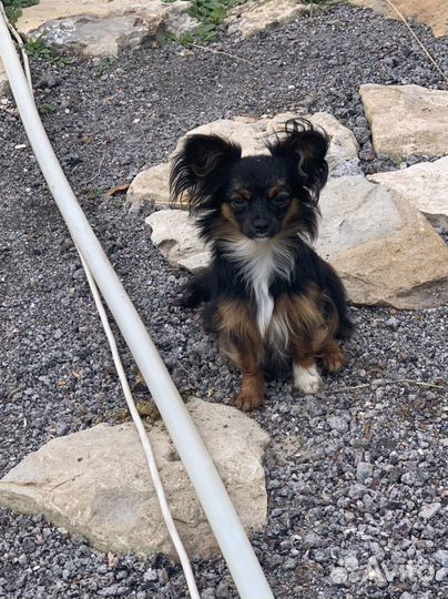 Папильон с той терьером