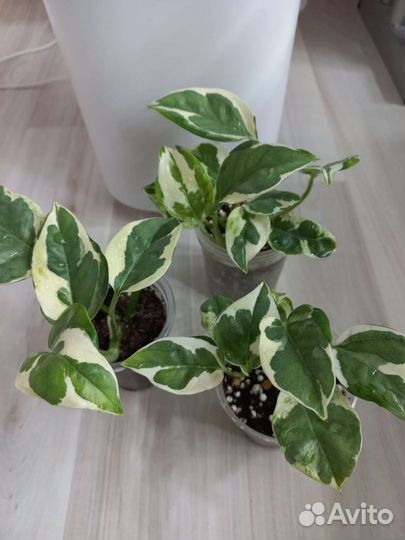 Эпипремнумы/сциндапсусы