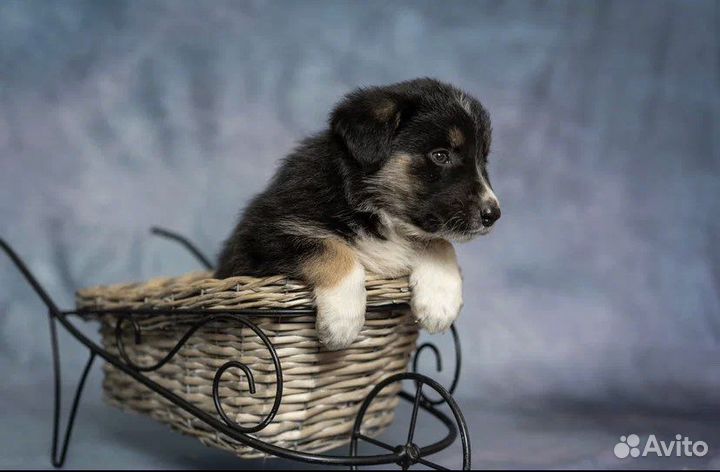 Милая Розочка ищет дом