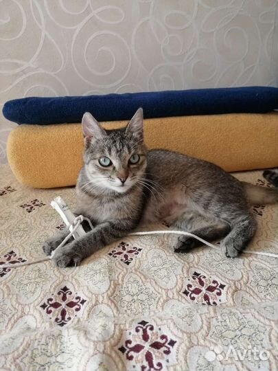 Ласкуша Боня, стерилизована