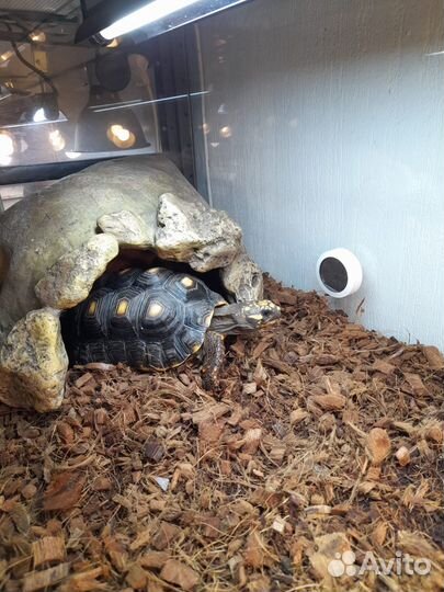 Угольная черепаха