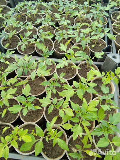 Рассада помидор
