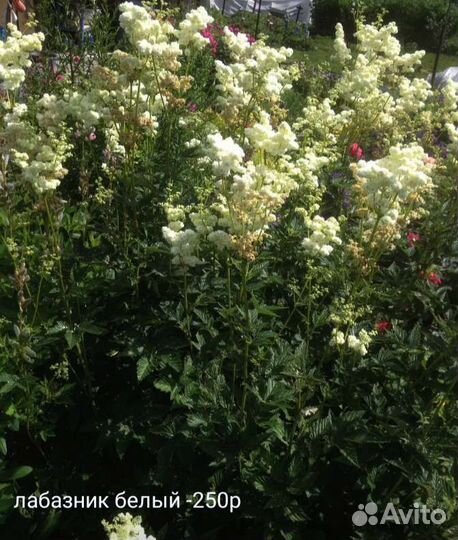 Многолетние цветы