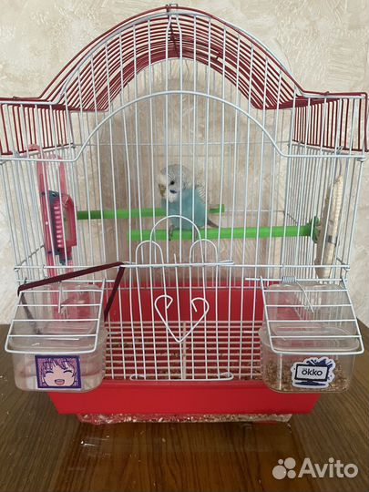 Попугай волнистый с клеткой