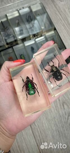 Насекомые в стекле