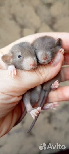 Крысята Девил Бурмиз Дамбо