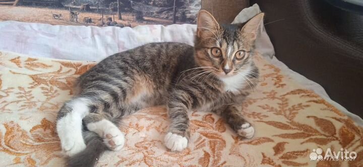 Котята