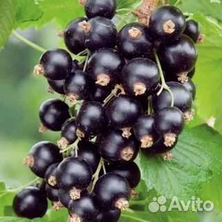 Саженцы черной смородины и малины