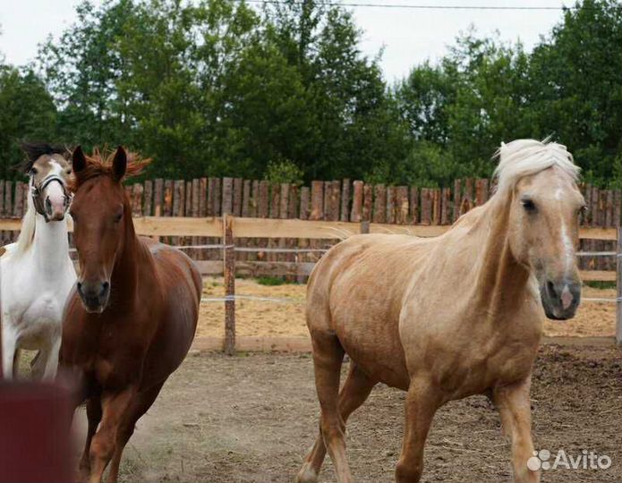 Продается рыжий мерин