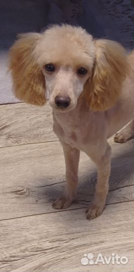 Малыши пуделя