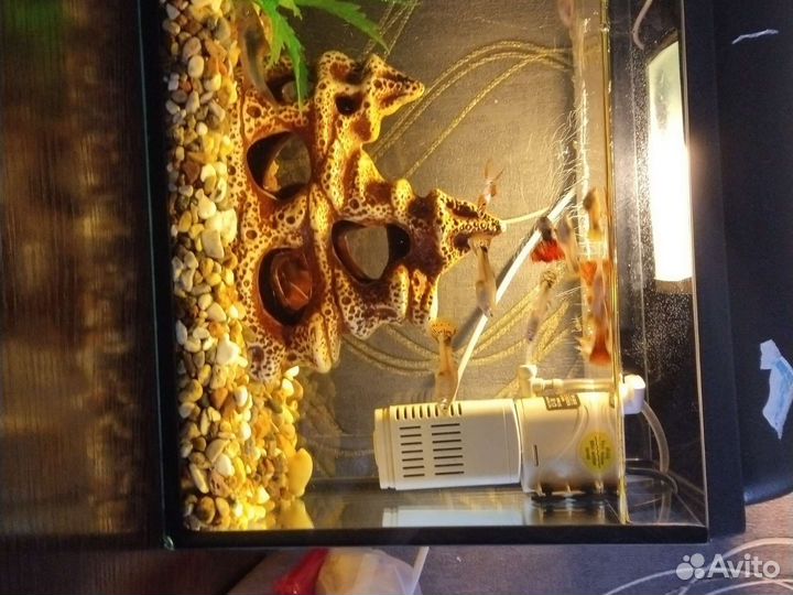 Аквариум с рыбками гуппи