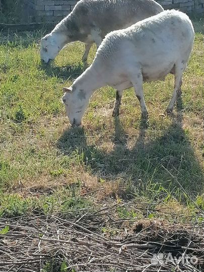 Овцы бараны