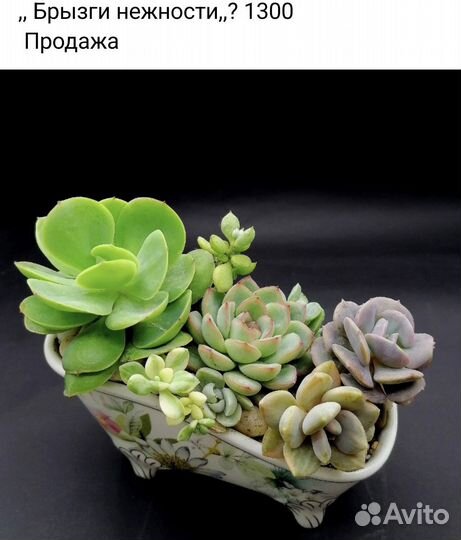 Суккуленты наборами