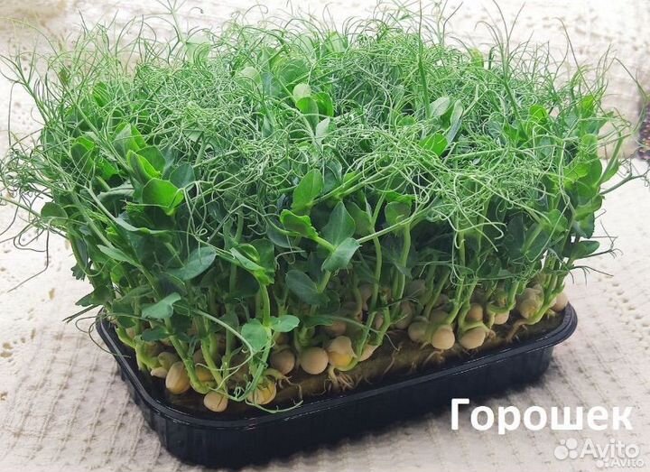 Микрозелень горох,подсолнечник