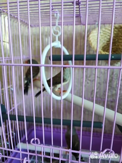 Зебровые амадины