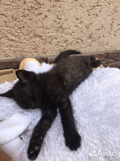 Черный котик бесплатно