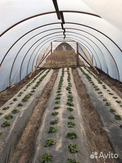 Пленка для теплиц