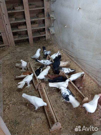 Продажа голубей