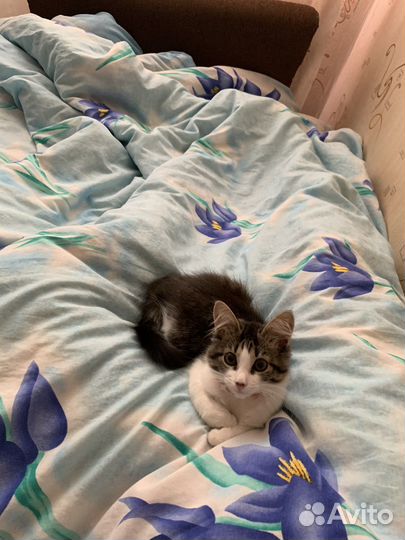 Кошечка в добрые руки