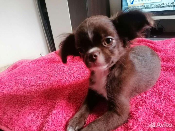 Чихуахуа девочка