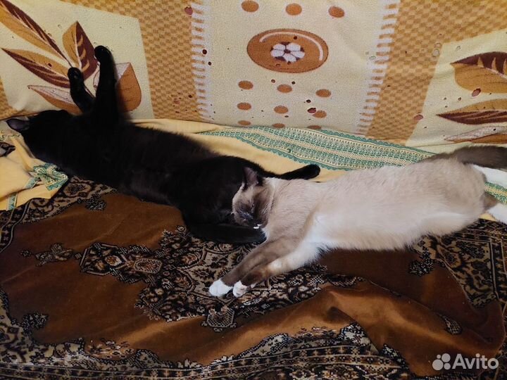 Коты-мышеловы Бесплатно Чита