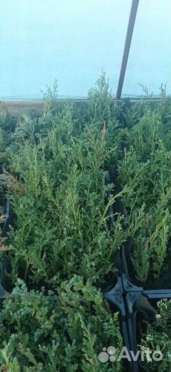 Можжевельник 2х летка