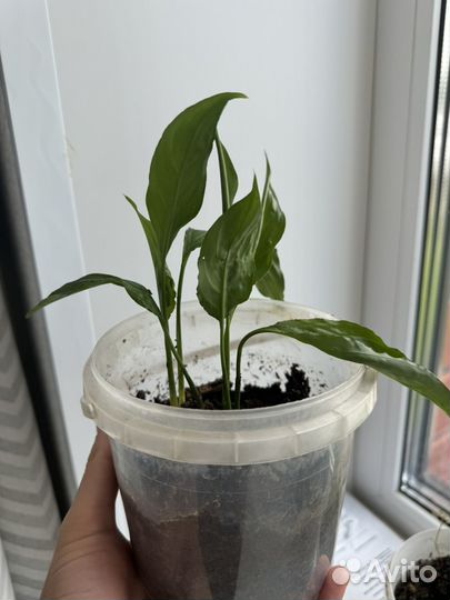 Спатифиллум женское счастье