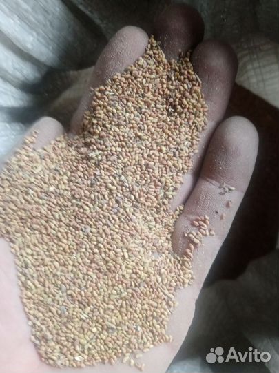 Семена люцерны