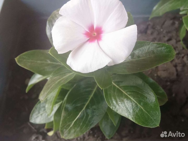 Катарантус