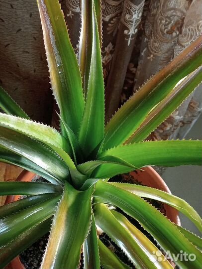 Ананас растение