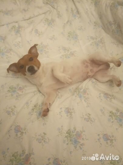 Кобель Джек Рассел терьер для вязки