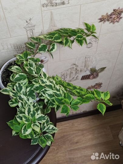 Бугенвилия Mini Tai variegata