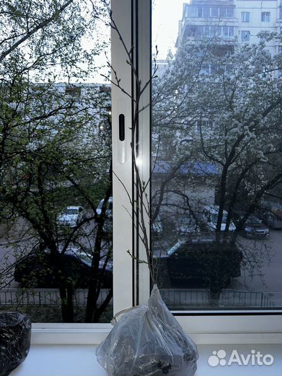 Саженцы вишни Владимировская