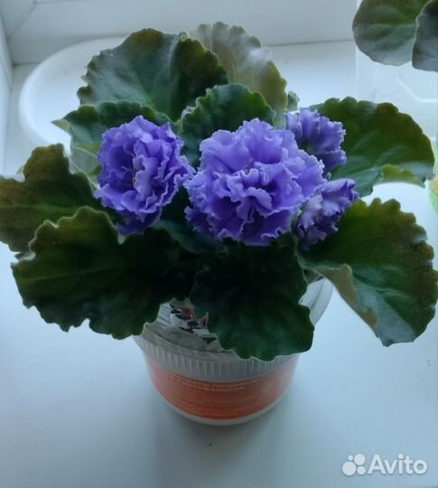 Цветущие фиалки