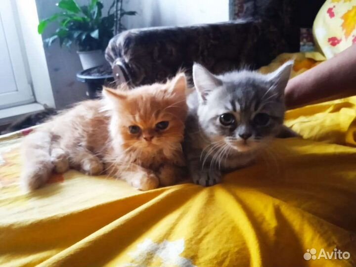 Котята Британцы