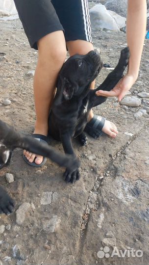 Щенки кане корсо