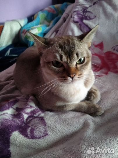 Бурмилла подросток