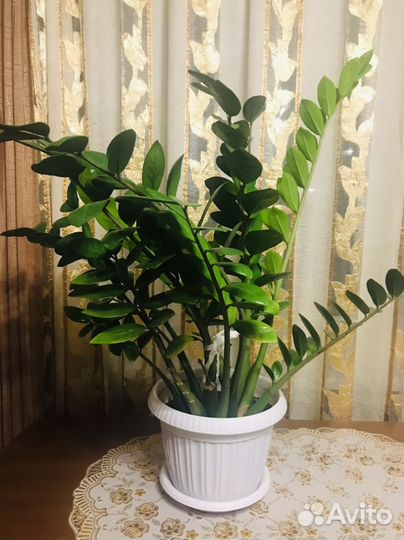 Замиокулькас