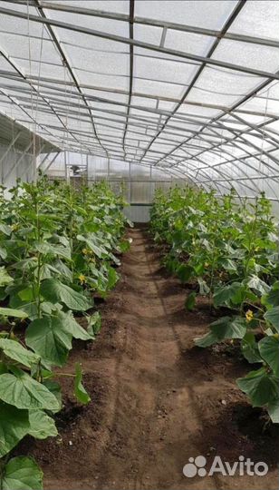 Тепличный комплекс, готовый бизнес