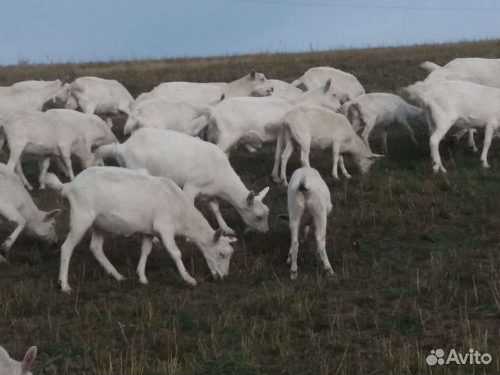 Дойные зааненские козы