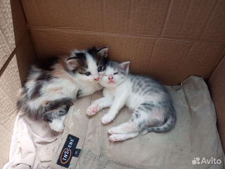 Котята бесплатно