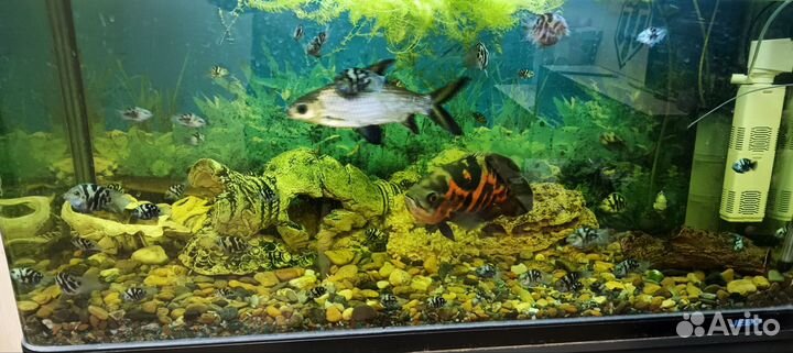 Аквариум с тумбой 250л