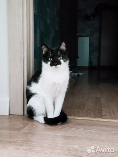 Котенок на счастье