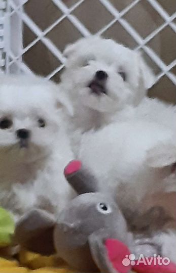 Мальтийская болонка. Мальтезе щенки. РКФ
