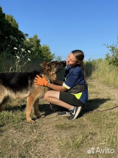 Кинолог & Дрессировка собак в Туле и области