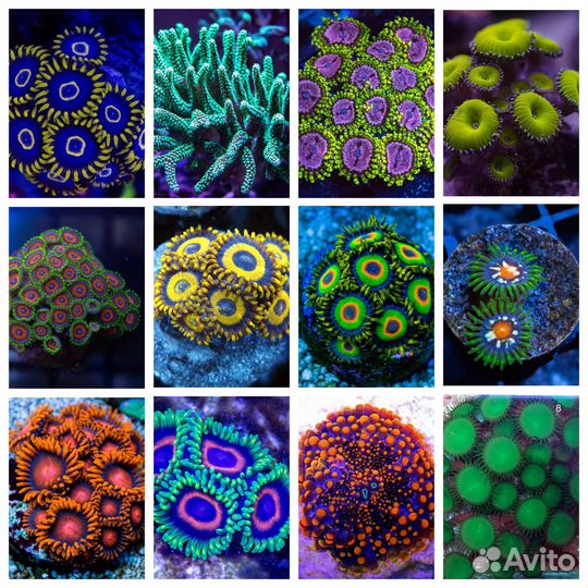 Морские кораллы